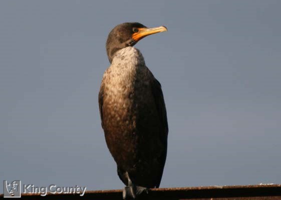 Photo of Double-Crested Cormorant - Phalacrocorax auritus